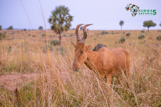 3 Days Wild Tour Queen Elizabeth National Park Safari Uganda - The Kazinga Channel cruise