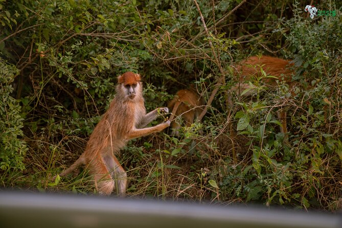 3 Days Wild Tour Queen Elizabeth National Park Safari Uganda - What is included, and what is not