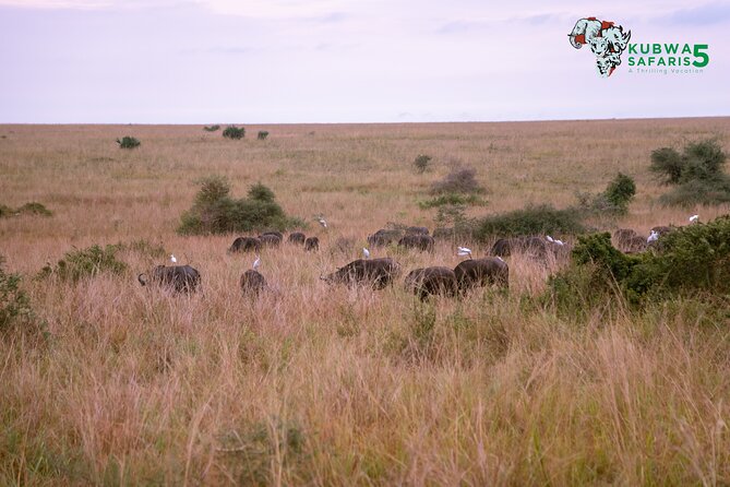 3 Days Wild Tour Queen Elizabeth National Park Safari Uganda - How the private format affects the experience