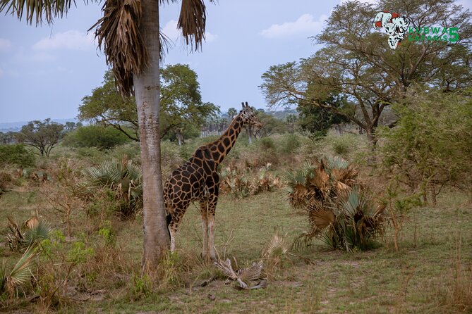 3 Days Wild Tour Queen Elizabeth National Park Safari Uganda - Day one: Entebbe, Kampala, and the first night