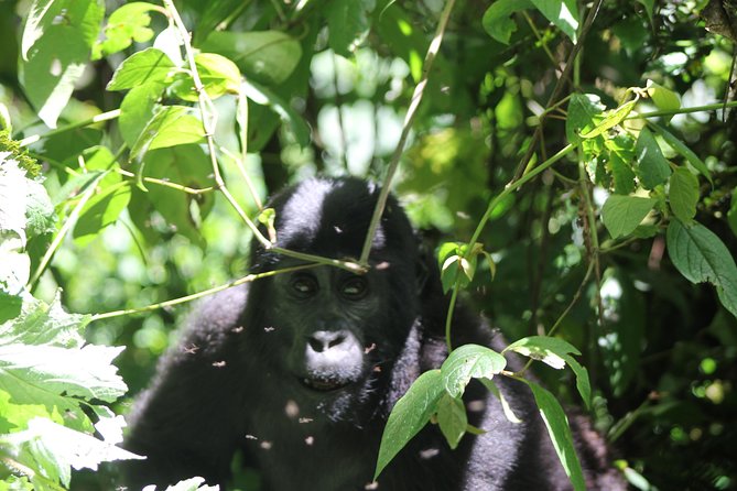 4 Day Gorilla Trekking & Golden Monkeys - Why this Uganda combination works