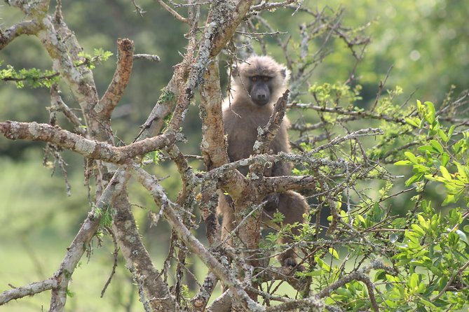 4 Day Gorilla Trekking & Golden Monkeys - Day 3: Golden monkeys in Mgahinga