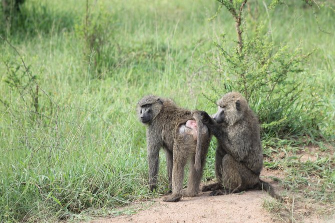4 Day Gorilla Trekking & Golden Monkeys - Day 4: Return to Entebbe and the equator stop