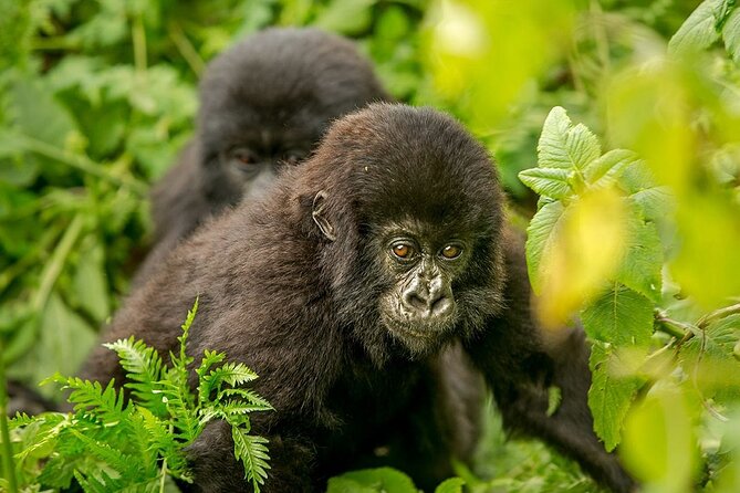 4 Day Gorilla Trekking & Golden Monkeys - Guides and the personal side of the trip