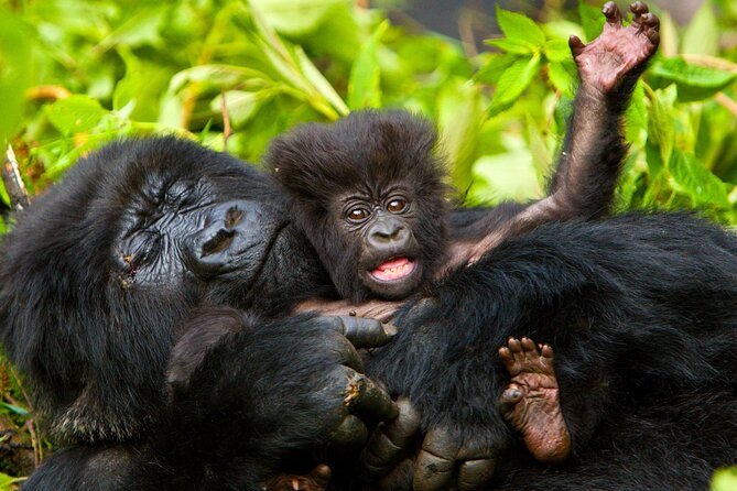 4 Day Gorilla Trekking & Golden Monkeys - Day 1: Entebbe to Bwindi Rushaga