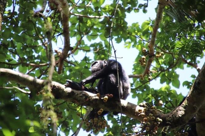 4-Day Gorillas, Wildlife and Chimpanzee Trek at Kalinzu Forest - A small-group format with a local purpose