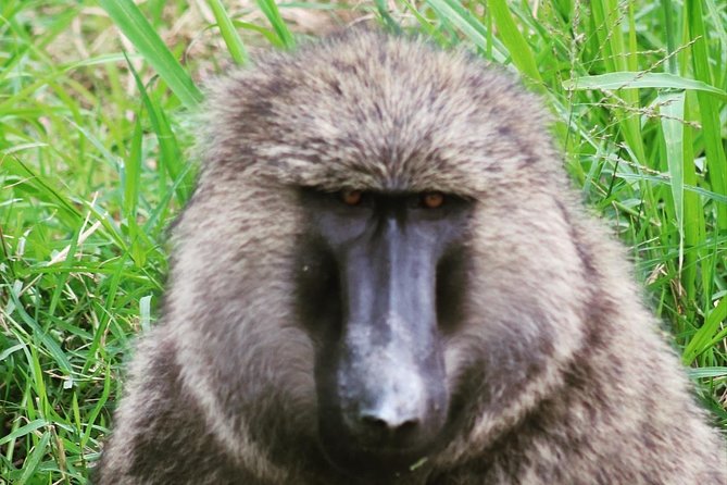 4 Day Gorillas, Wildlife and Chimpanzee Trek at Kibale - Day 2: Chimpanzees and the crater lakes near Fort Portal
