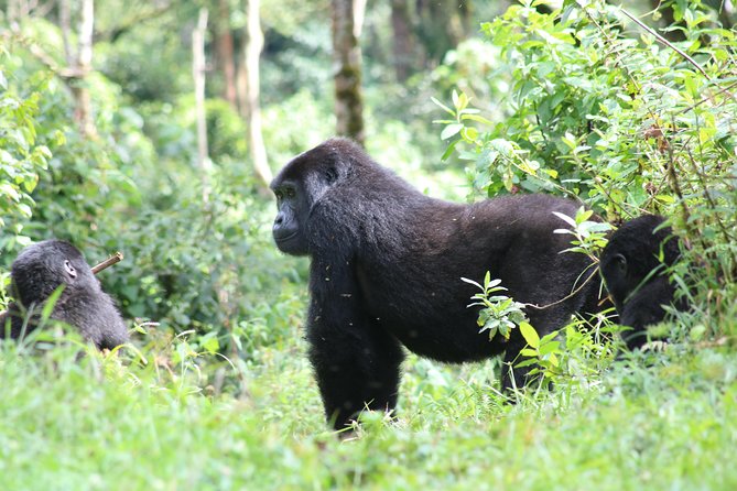 4 Day Gorillas, Wildlife and Chimpanzee Trek at Kibale - Meals, fitness, and what to pack