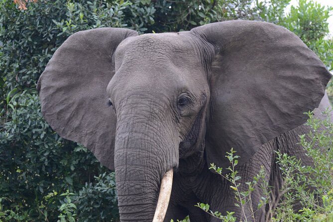 4-Day QENP, Gorillas in Bwindi and Lake Bunyonyi relaxation - Day four: one last game drive and a long return