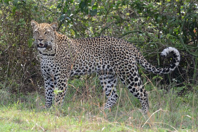 4-Day QENP, Gorillas in Bwindi and Lake Bunyonyi relaxation - What the $4,770 price means