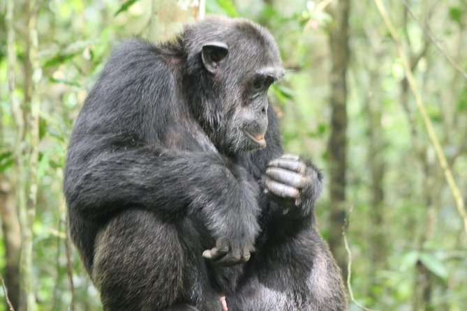 4-Day Uganda Gorilla Trekking and Wildlife Safari - Day 2: Kasenyi, Ishasha, and the road to Bwindi
