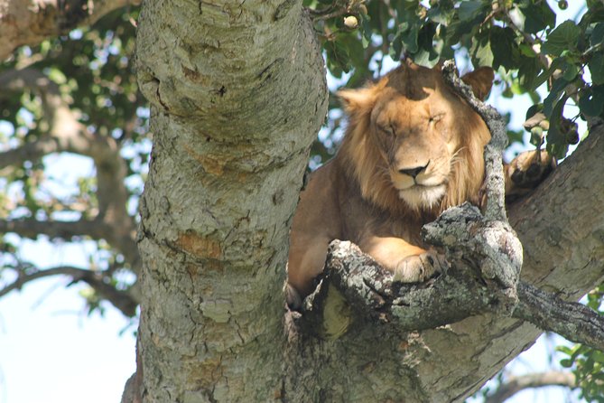 A lion lying along a fig branch in the Ishasha sector