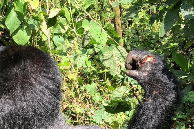 4 Day Uganda Gorilla Trekking Safari with Lake Bunyonyi - Why this four-day route works