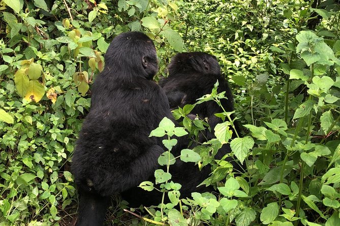 4 Day Uganda Gorilla Trekking Safari with Lake Bunyonyi - Day 3: Golden monkeys, Batwa culture, coffee, or Lake Mutanda