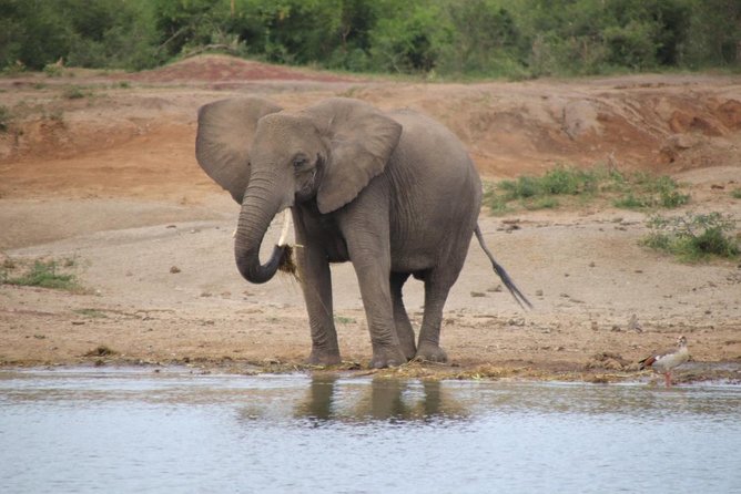4 Day Uganda Gorilla Trekking Safari with Lake Bunyonyi - Day 4: The long return to Entebbe or Kampala