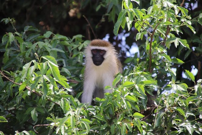 4 Day Uganda Gorilla Trekking Safari with Lake Bunyonyi - What the price includes, and what it does not
