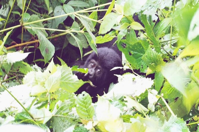 4 Days Gorilla and Chimps trek safari - Day 1: Kampala to Bwindi with an Equator stop