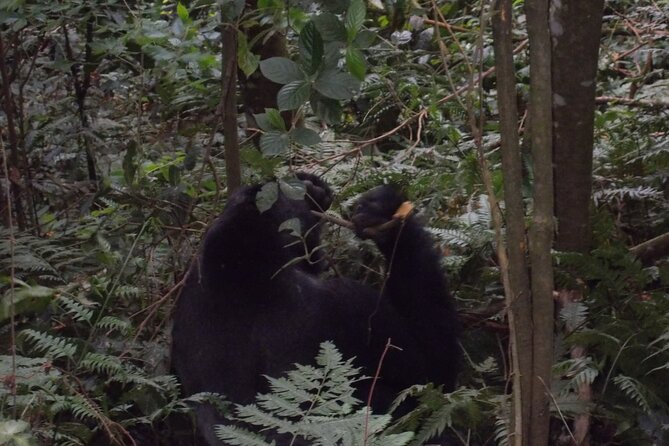 4 Days Gorilla and Chimps trek safari - Lake Bunyonyi brings a gentler second half
