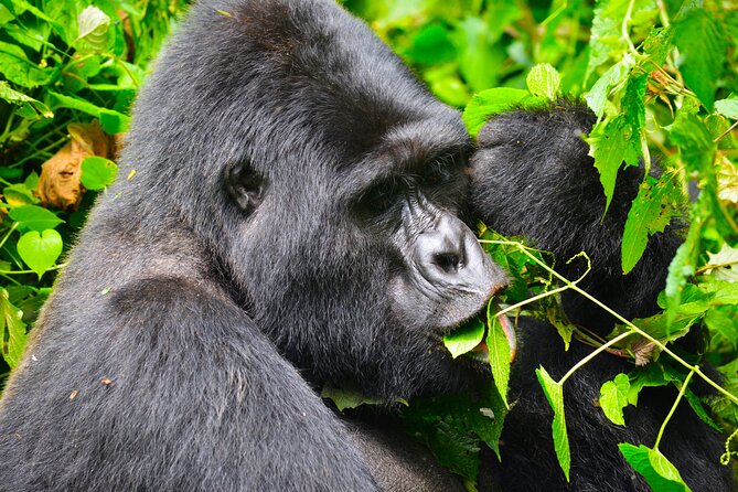 4 Days Gorilla tracking Tour in Uganda - Day 2: The gorilla trek in Bwindi
