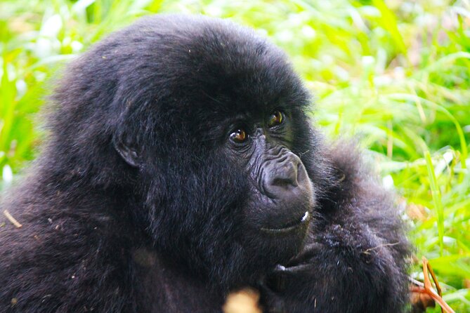 4 Days Gorilla tracking Tour in Uganda - Staying near Bwindi and choosing your expectations