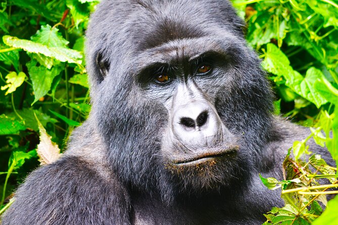 4 Days Gorilla tracking Tour in Uganda - What the $2,331 price buys you