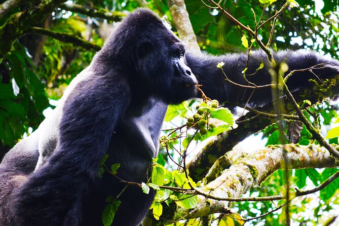 4 Days Gorilla tracking Tour in Uganda - Day 1: Kigali, the memorial, and the road to Bwindi