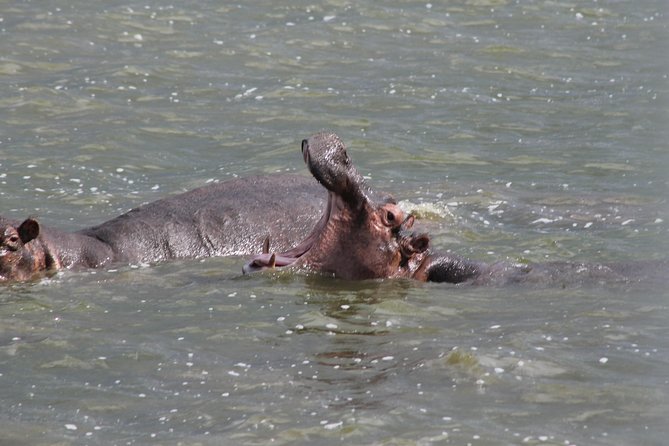 5-Day Big 5 Kidepo valley National Park Safari - Day five: the long return to Entebbe