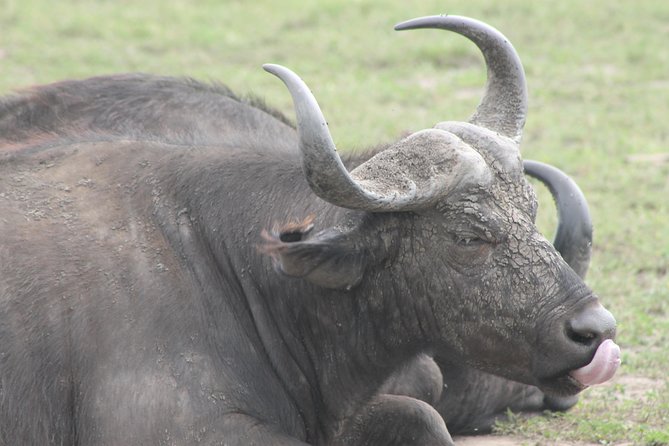 5-Day Big 5 Kidepo valley National Park Safari - Day one: rhinos at Ziwa and an overnight in Gulu