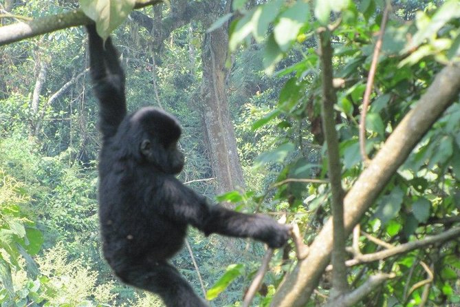 5 Day Gorillas, Wildlife and Kalinzu Forest Chimp Trek - Day 3: From gorilla country to Queen Elizabeth National Park