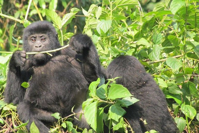 5 Day Gorillas, Wildlife and Kalinzu Forest Chimp Trek - Day 5: Chimpanzees in Kalinzu Forest