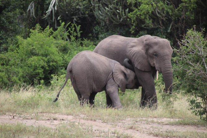 5 Day Gorillas, Wildlife and Kalinzu Forest Chimp Trek - What the $2,780 price covers