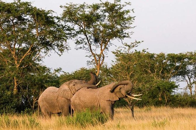 5-Day Pearl of Africa Chimps and Gorilla Trekking Safari - Why this five-day route works