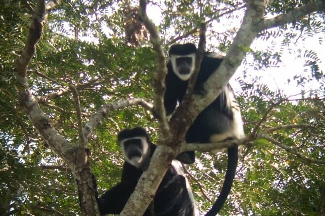5 days best wildlife experience in Uganda - What this five-day Uganda safari really covers