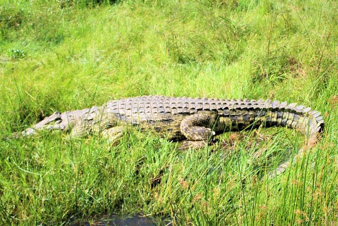 5 days best wildlife experience in Uganda - Bigodi Wetlands, where the bird list gets serious