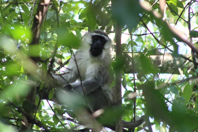 5 days best wildlife experience in Uganda - Kazinga Channel, the safari’s most reliable viewing
