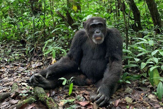 A chimpanzee sitting on the forest floor at Kibale
