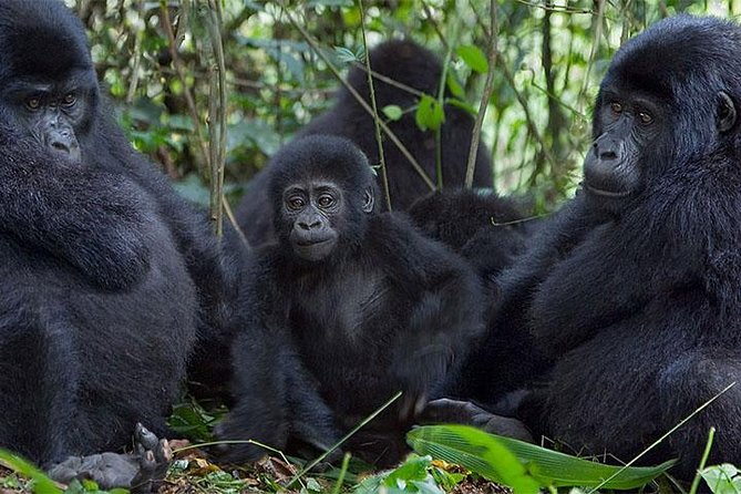 5 Days Bwindi gorilla trekking and Queen Elizabeth safari - Day 2: The long road to Bwindi