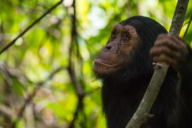 5 Days Gorilla and Chimpanzee Trekking in Uganda - Why this five-day route works