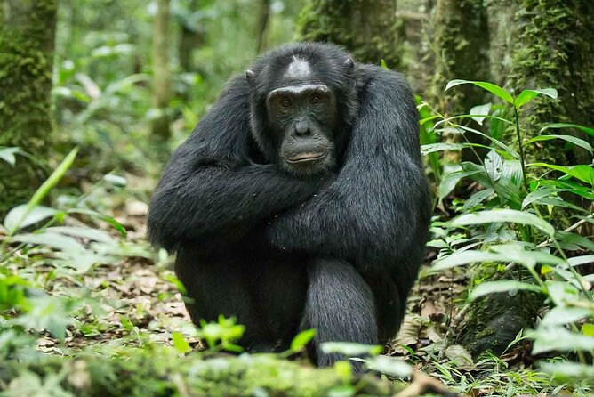 5 Days Gorilla and Chimpanzee Trekking in Uganda - Day 5: Canoeing on Lake Bunyonyi and the return