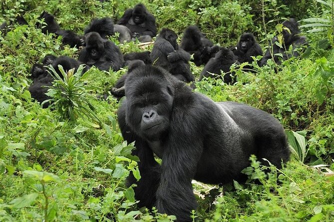 5 Days Gorilla and Chimpanzee Trekking in Uganda - Day 1: From Kampala to Kibale Forest