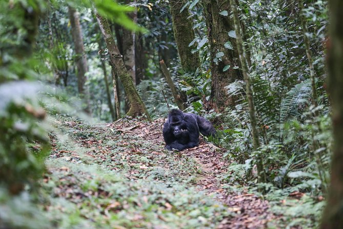 5 Days Gorilla Safari Uganda - Three nights at the Nkuringo lodge