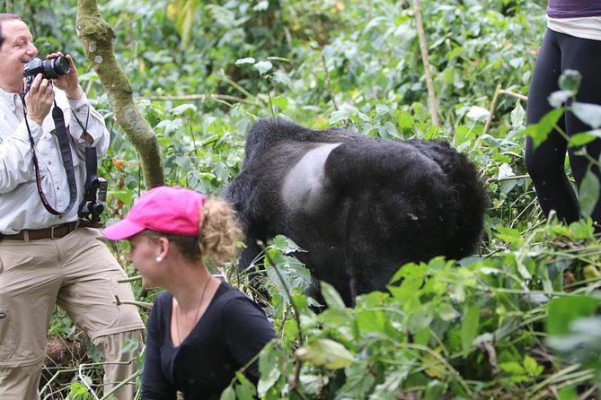 5 days gorilla & Wildlife safari in Uganda - Why this five-day route works