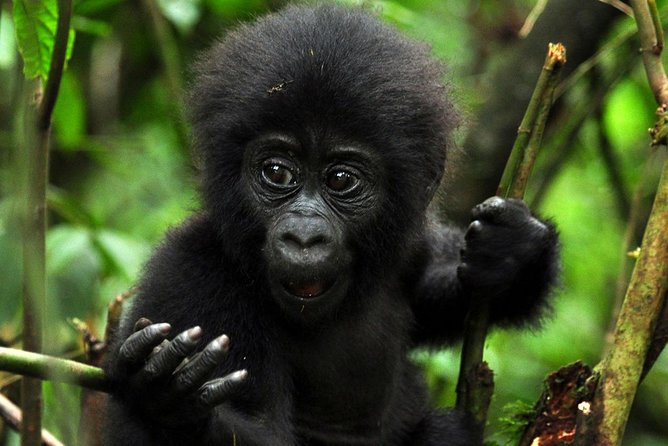 5 days gorilla & Wildlife safari in Uganda - Day 2: Gorilla trekking in Bwindi