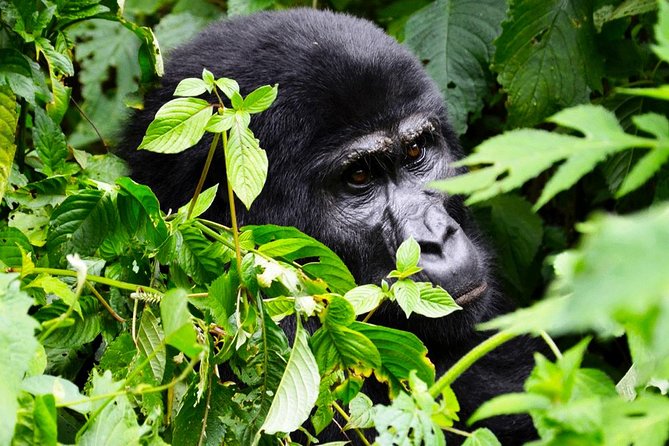 5 days gorilla & Wildlife safari in Uganda - Day 3: From the highlands to Queen Elizabeth National Park
