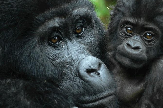 5 days gorilla & Wildlife safari in Uganda - Day 4: Game drive and the Kazinga Channel