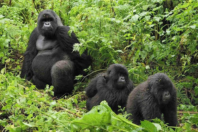 5 days gorilla & Wildlife safari in Uganda - Day 5: Chimpanzees in Kyambura Gorge