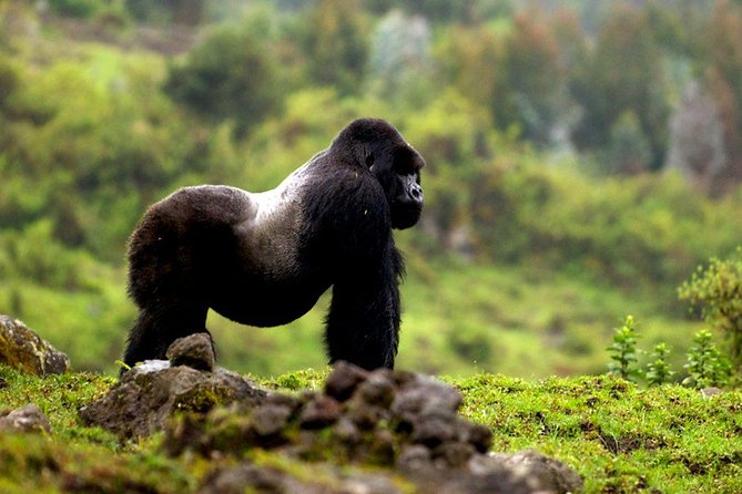 5 days gorilla & Wildlife safari in Uganda - Accommodation, meals, and planning details