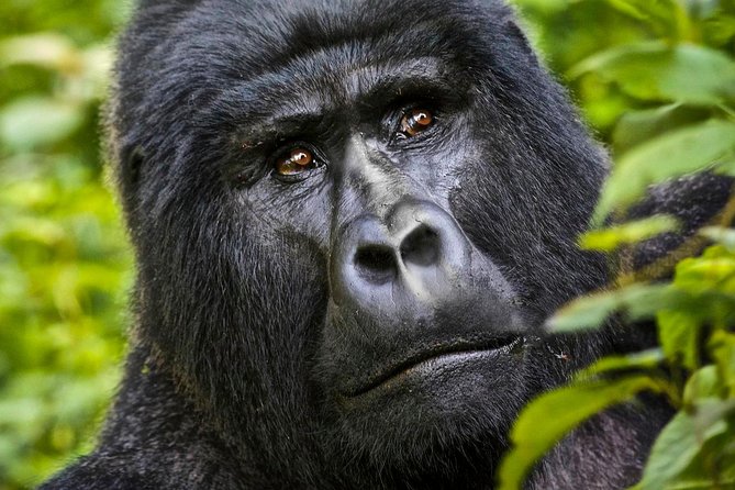 5 days gorilla & Wildlife safari in Uganda - Day 1: The long road to Bwindi
