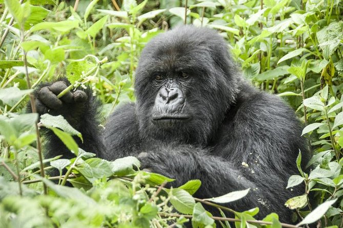 5 days gorillas and chimpanzee tracking - Why this five-day route works