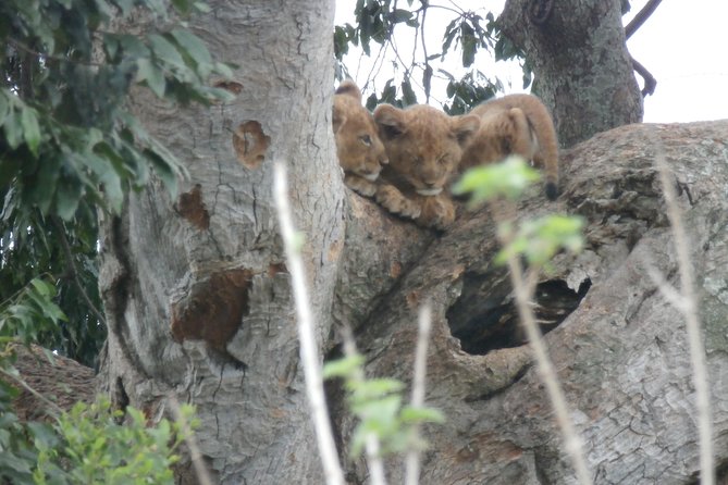 5 days gorillas and chimpanzee tracking - Crossing Queen Elizabeth National Park toward Kisoro